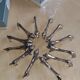 12 lion knife holders