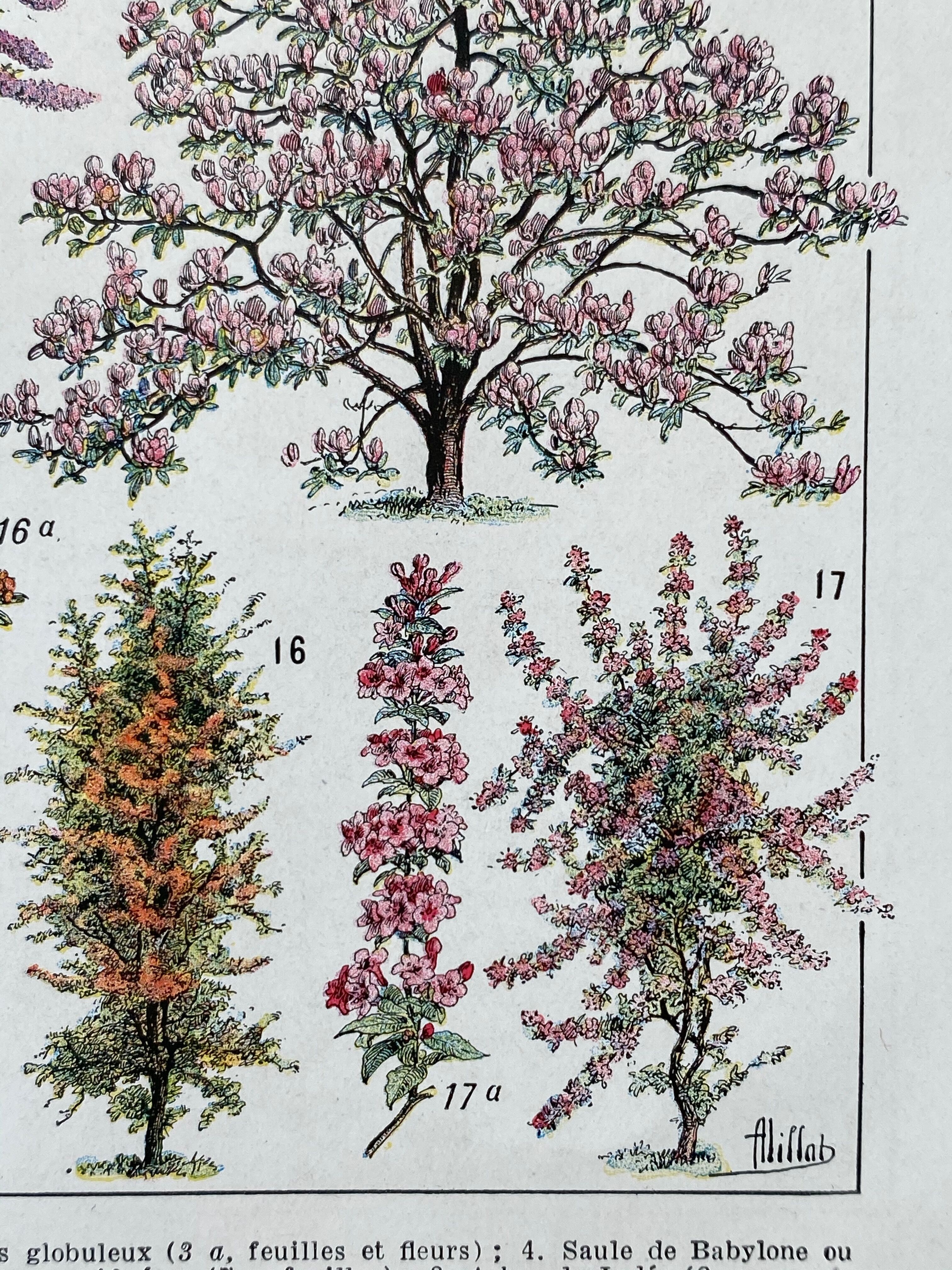 Illustration Millot "Ornamental tree gardens"