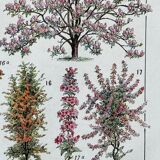 Illustration Millot "Jardins arbres d'ornement"
