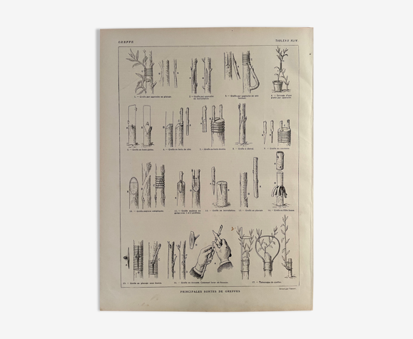 Lithographie sur les greffes botanique de 1921