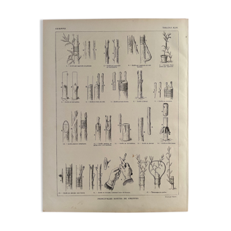 Lithographie sur les greffes botanique de 1921