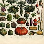 Gravure ancienne 1923 - Légumes et plantes potagères par A. Millot - nature