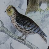 Original Ornithological plate " Ecorcheur - Grand Duke - &c... " Buffon (1836)