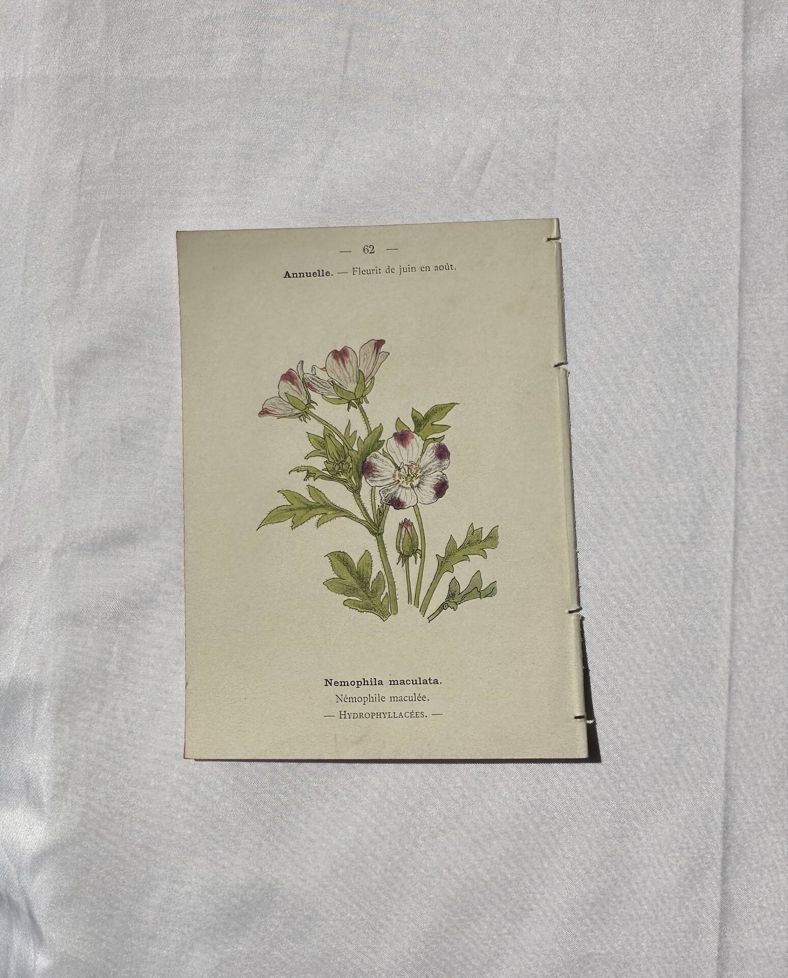🌿 Botanical Plate Old Naturalist Engraving 19th Century Double-Sided