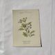 🌿 Botanical Plate Old Naturalist Engraving 19th Century Double-Sided