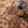Tapis Persan oriental Paco 80x150 cm