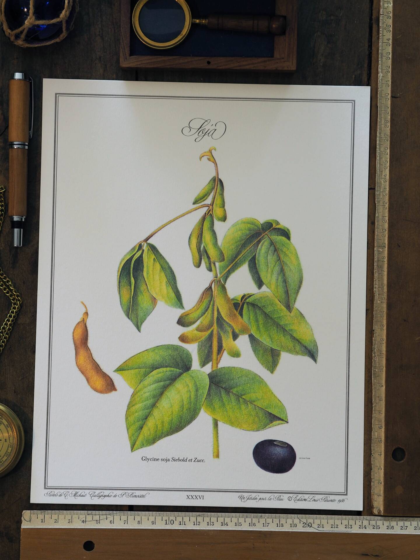 Le Soja, illustration imprimée en 1986. Botanique Vintage. 24X31cm