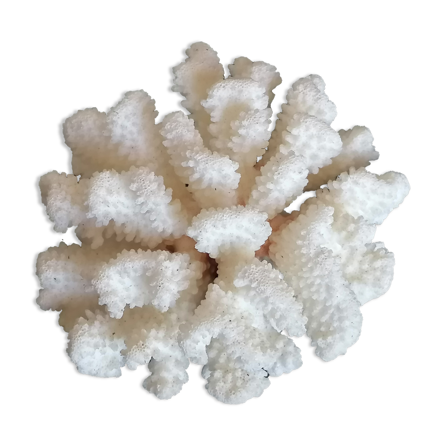 Corail cluster blanc authentique