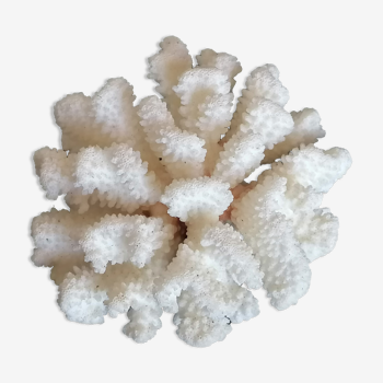 Corail cluster blanc authentique