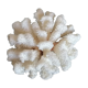 Corail cluster blanc authentique