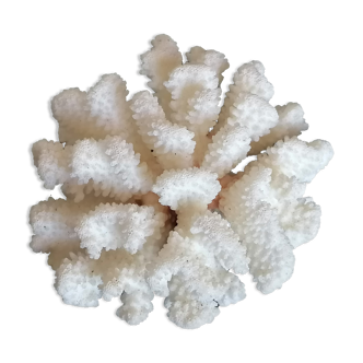 Authentic white cluster coral