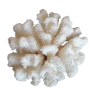 Authentic white cluster coral