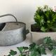 Planter for summer plantings