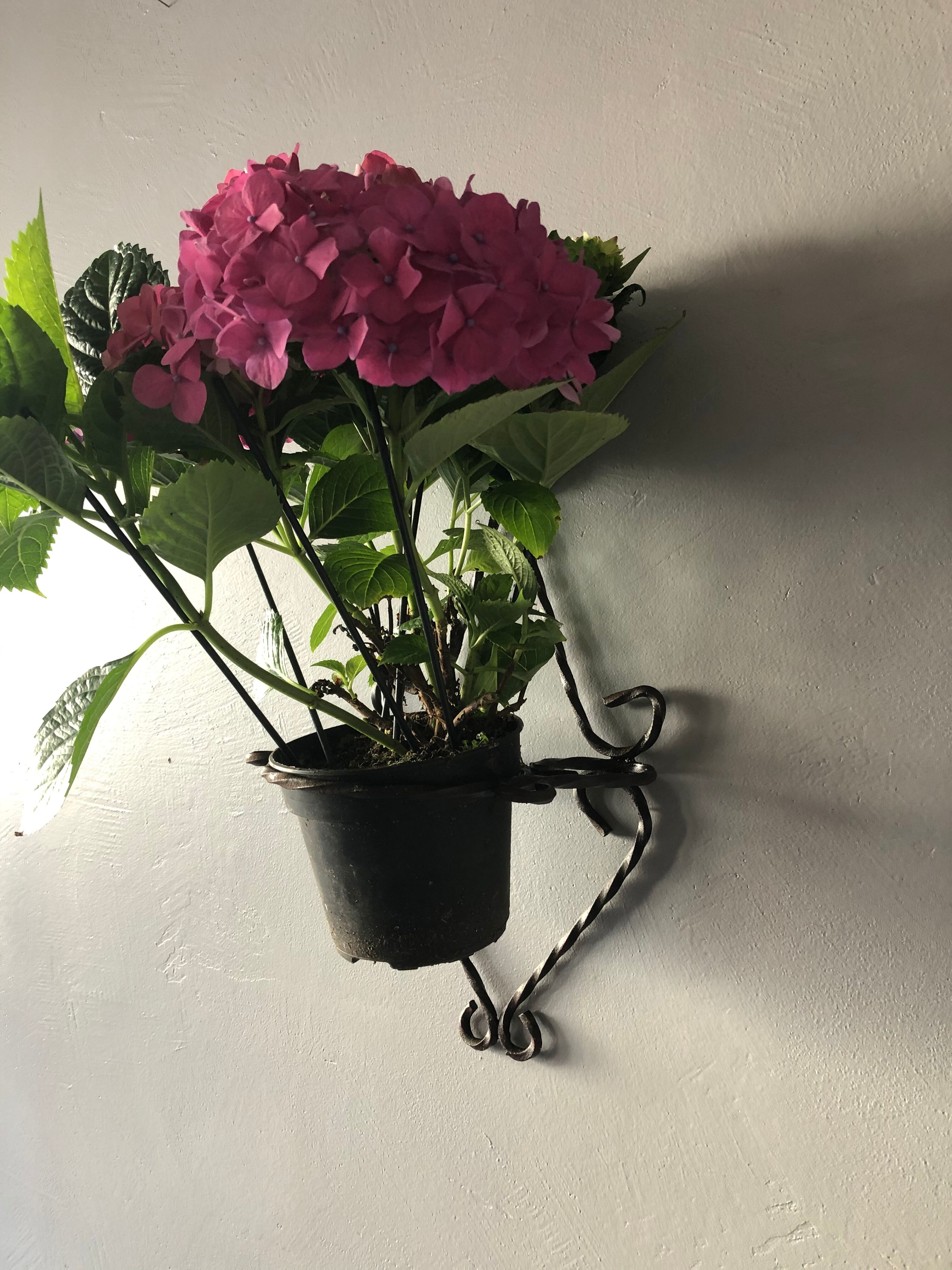 Wrought iron wall plant holder