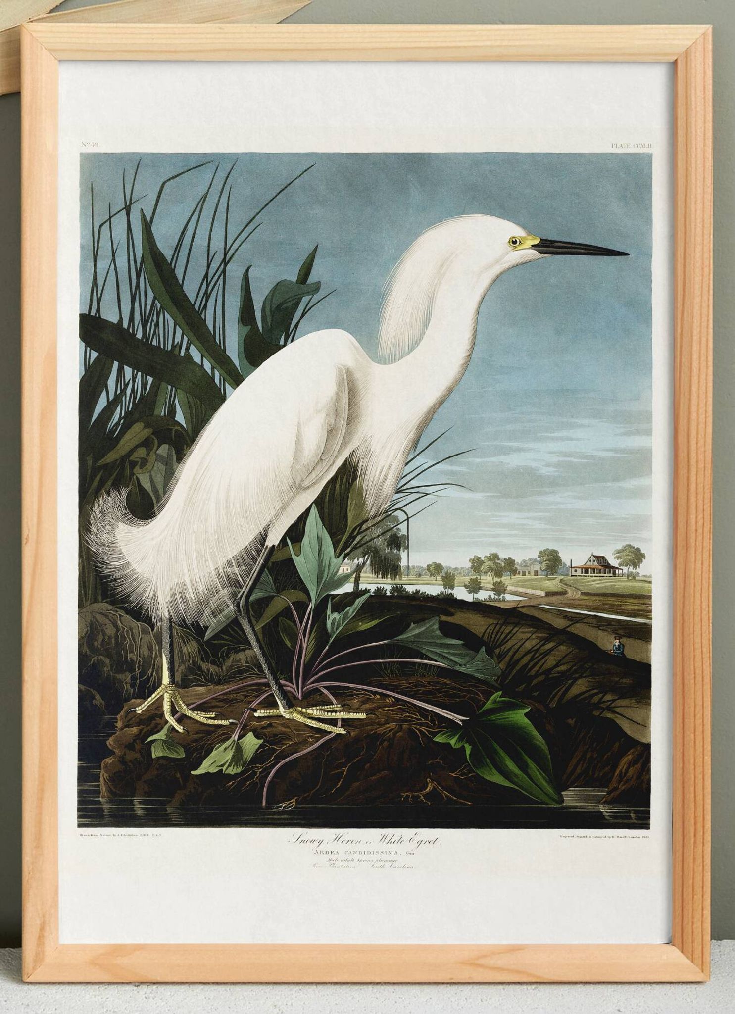 Poster about the Snowy Egret, after an old engraving from 1827.