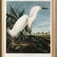 Poster about the Snowy Egret, after an old engraving from 1827.