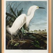 Poster about the Snowy Egret, after an old engraving from 1827.