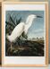 Poster about the Snowy Egret, after an old engraving from 1827.