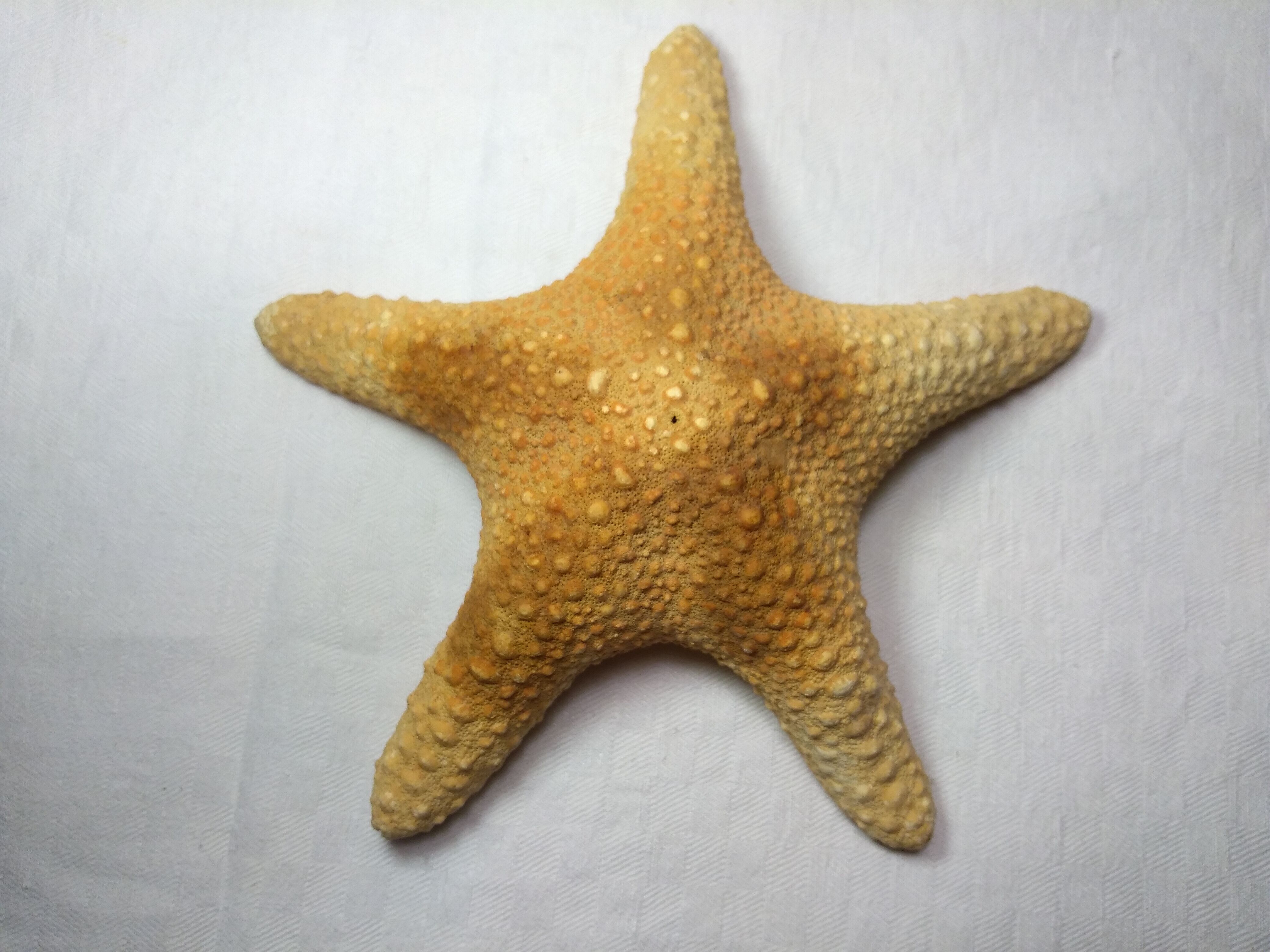 Ancient natural sea star