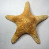 Ancient natural sea star