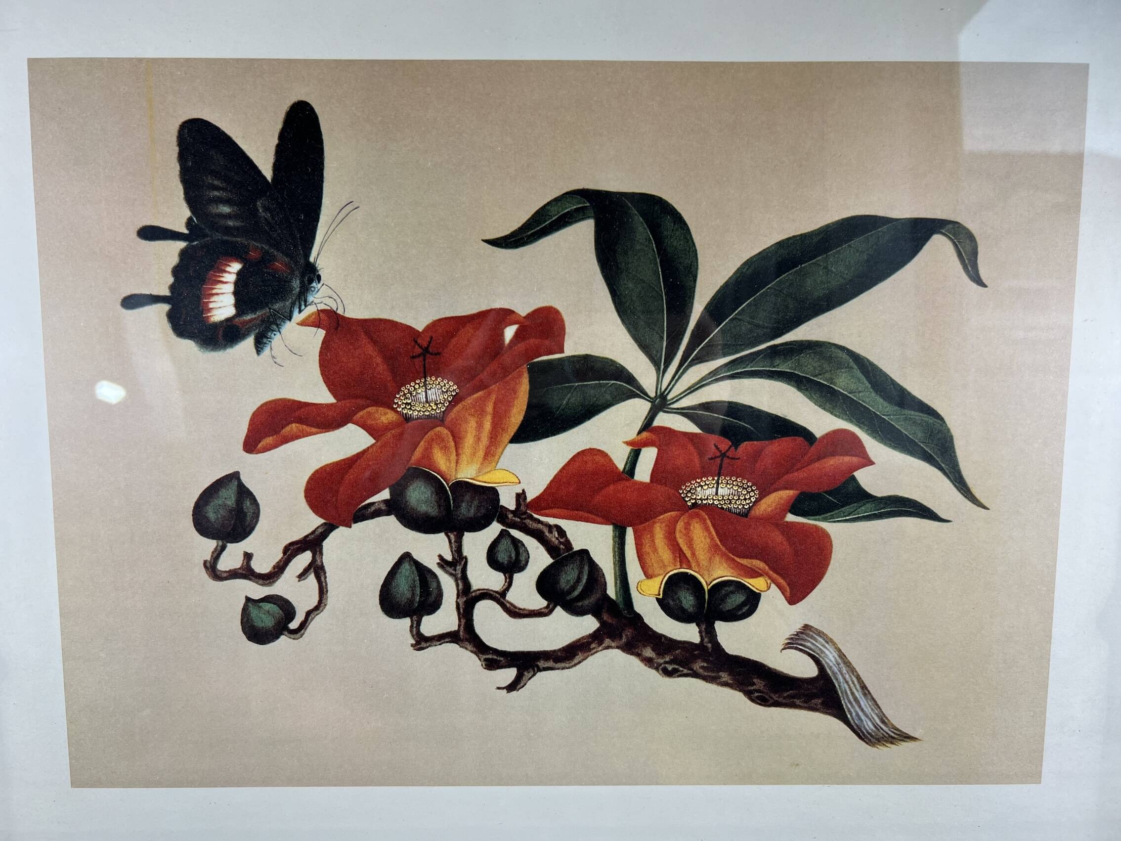 Framed flower and butterfly poster