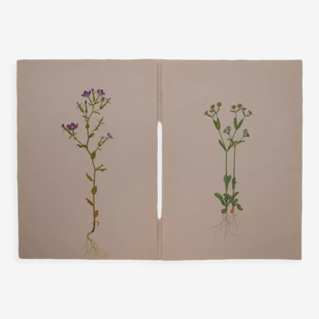 Set of 2 botanical plates Geigy, lamb's lettuce and mirror of Venus