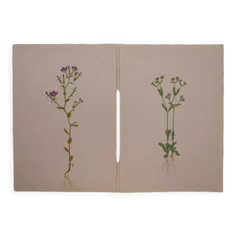 Set of 2 botanical plates Geigy, lamb's lettuce and mirror of Venus