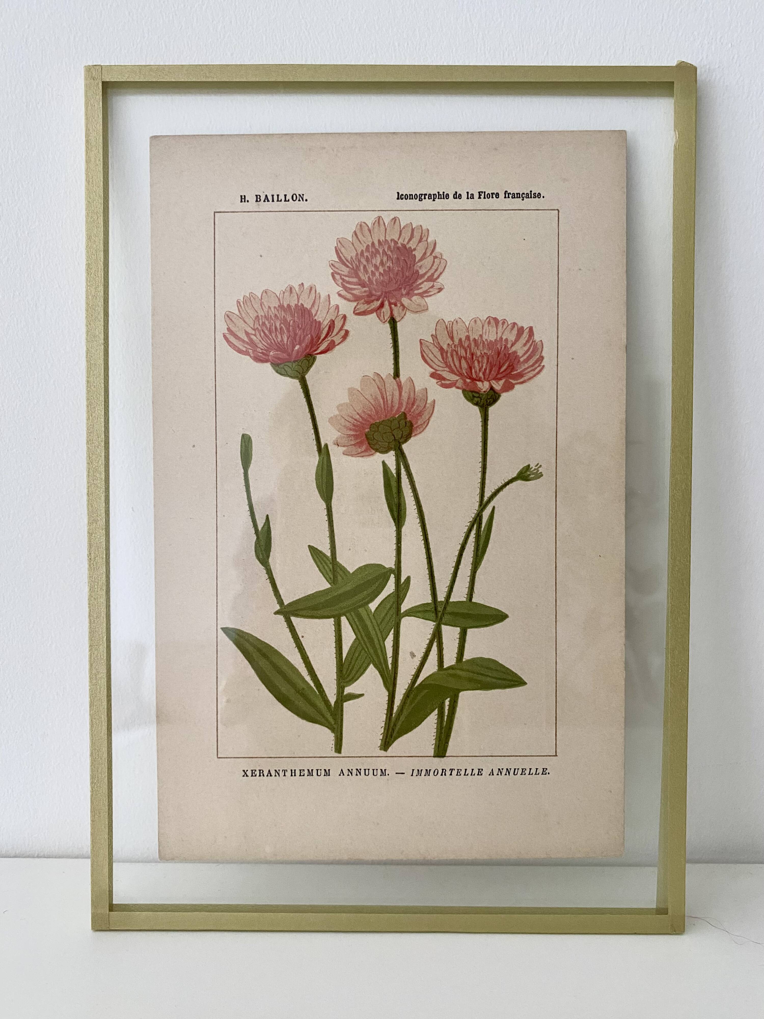 Botanical plate