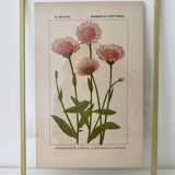 Botanical plate