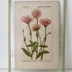Botanical plate