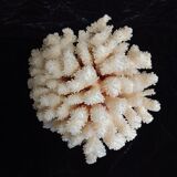 Ancient Coral