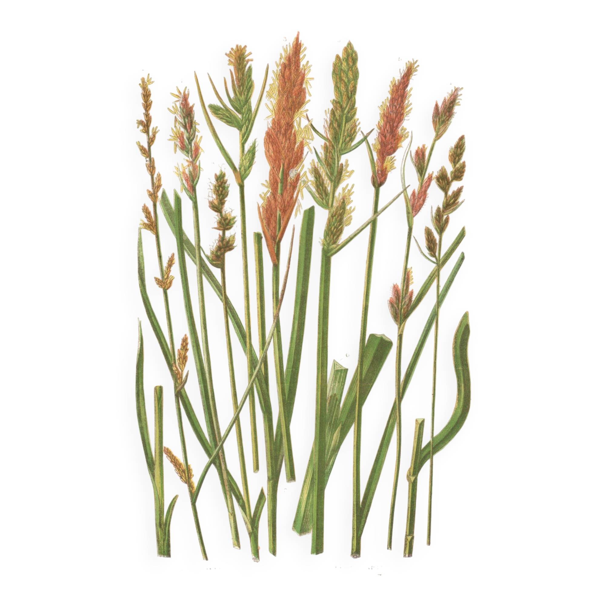 Antique botanical engraving, 1889 - Sedges by A. Pratt - Wild herbs