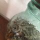 Green demijohn