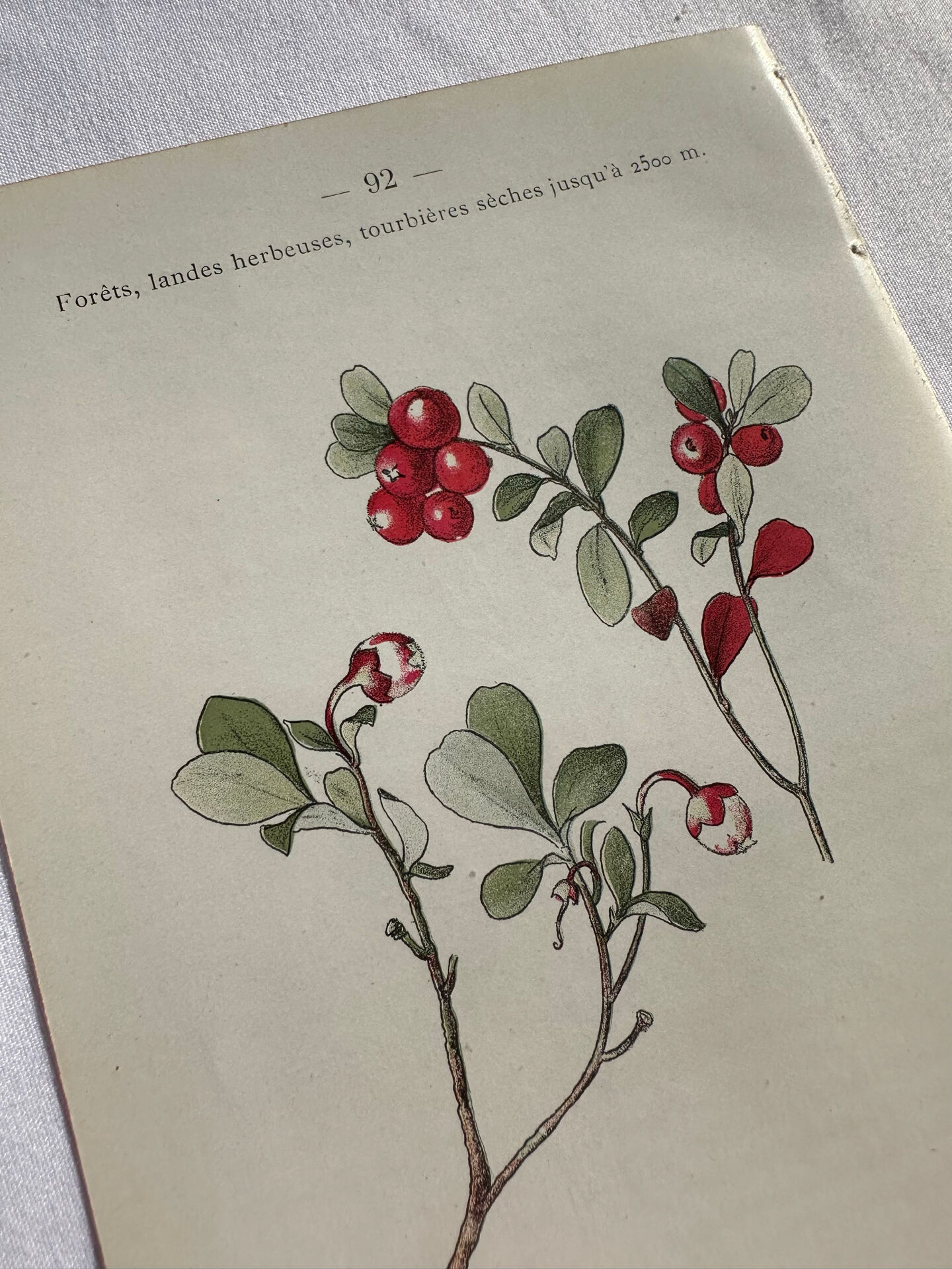 Naturalist Plate – 19th Century Botanical Engraving, Double-Sided