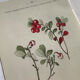 Naturalist Plate – 19th Century Botanical Engraving, Double-Sided