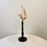 XXL 54 cm Old large conch shell on wooden base Napoleon III cabinet of curiosities foot
