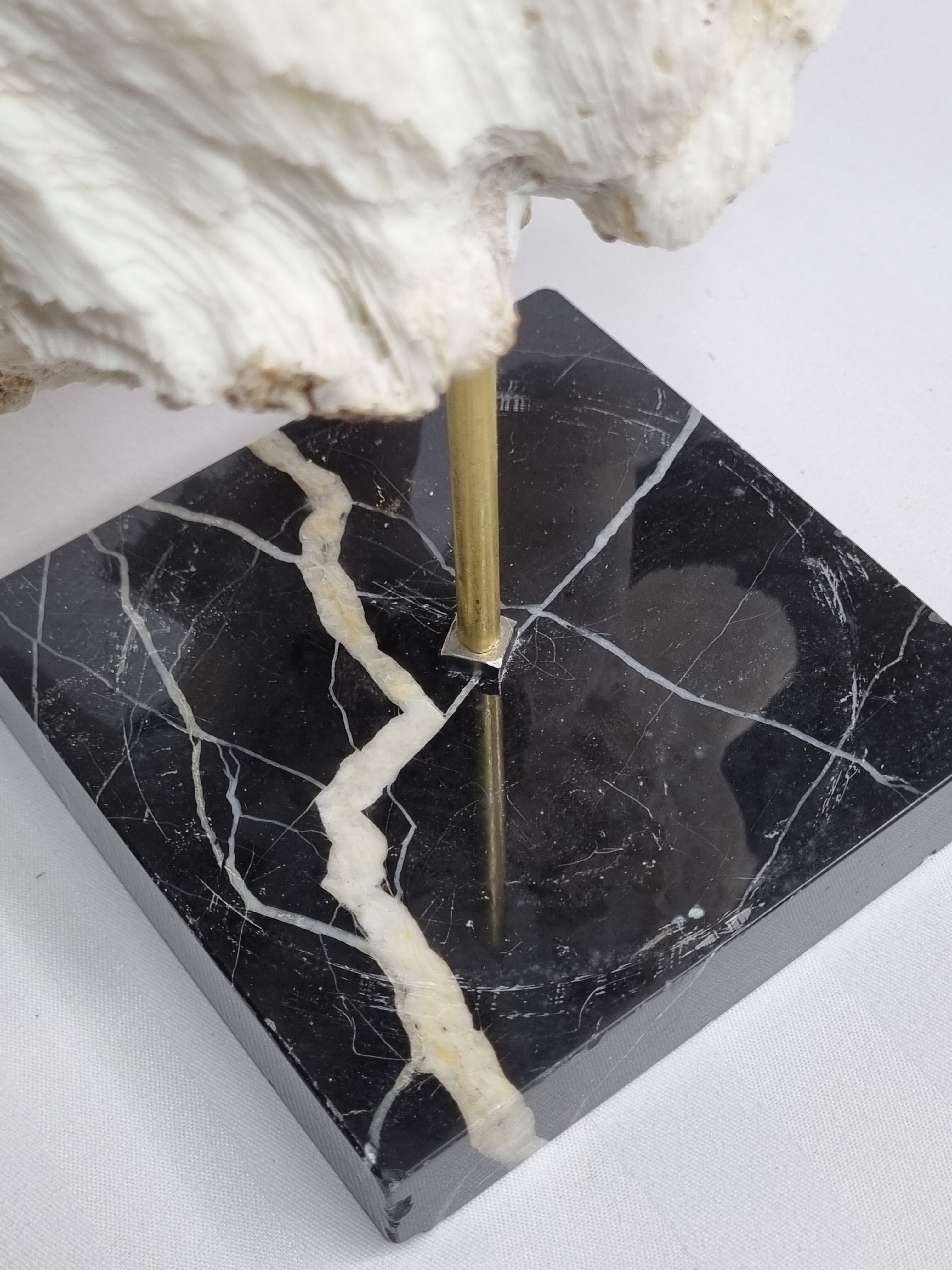 Old white coral "méandrine" on base in veined black marble, 25 cm