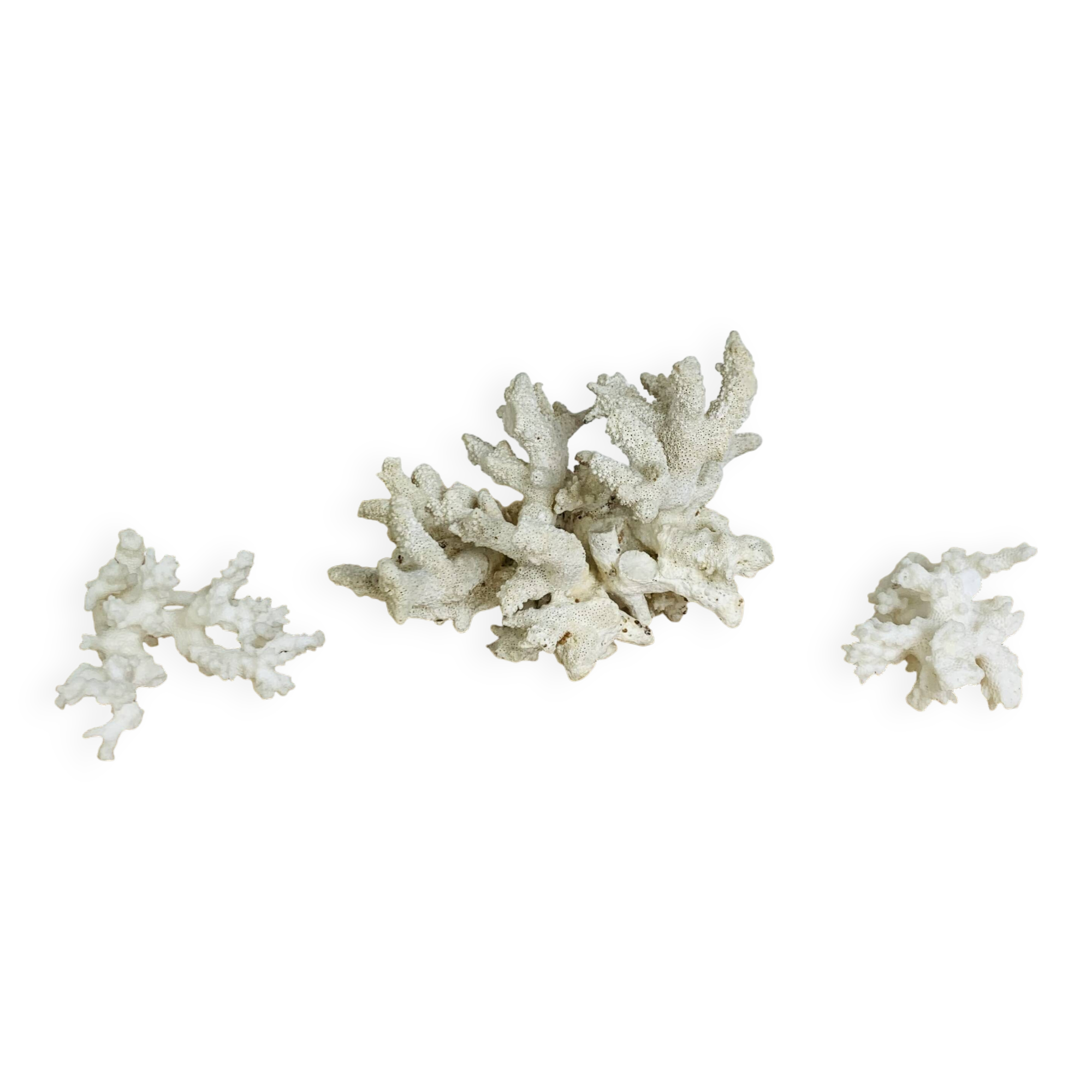 3 ancient white corals