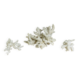 3 ancient white corals