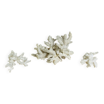 3 ancient white corals