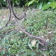 Porte plante h135cm fer torsadé vintage