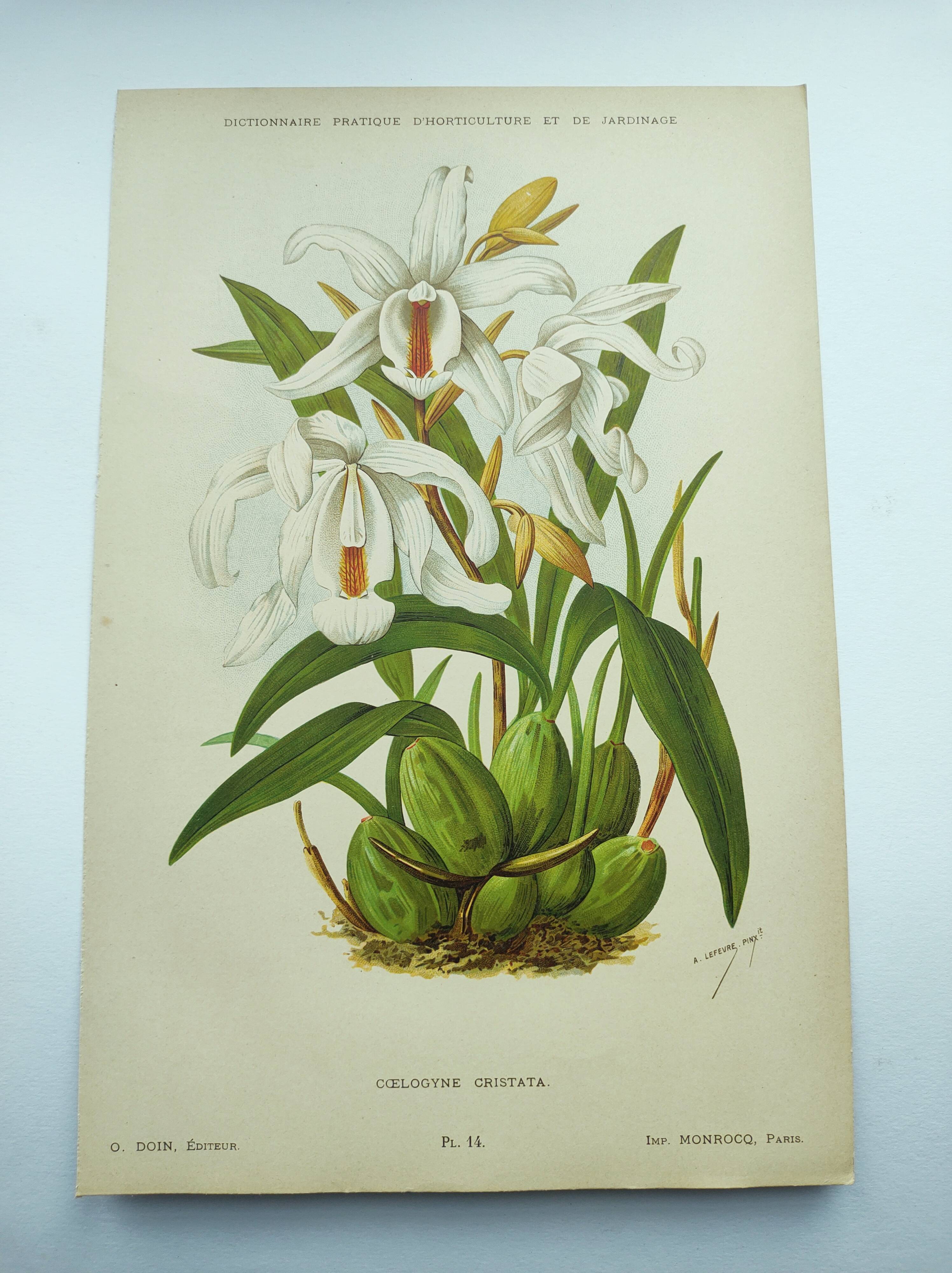 Lithographie ancienne de 1897. Coelogyne crêtée .Planche originale.  Gravure de fleurs par A.Lefevre