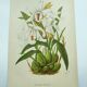 Lithographie ancienne de 1897. Coelogyne crêtée .Planche originale.  Gravure de fleurs par A.Lefevre