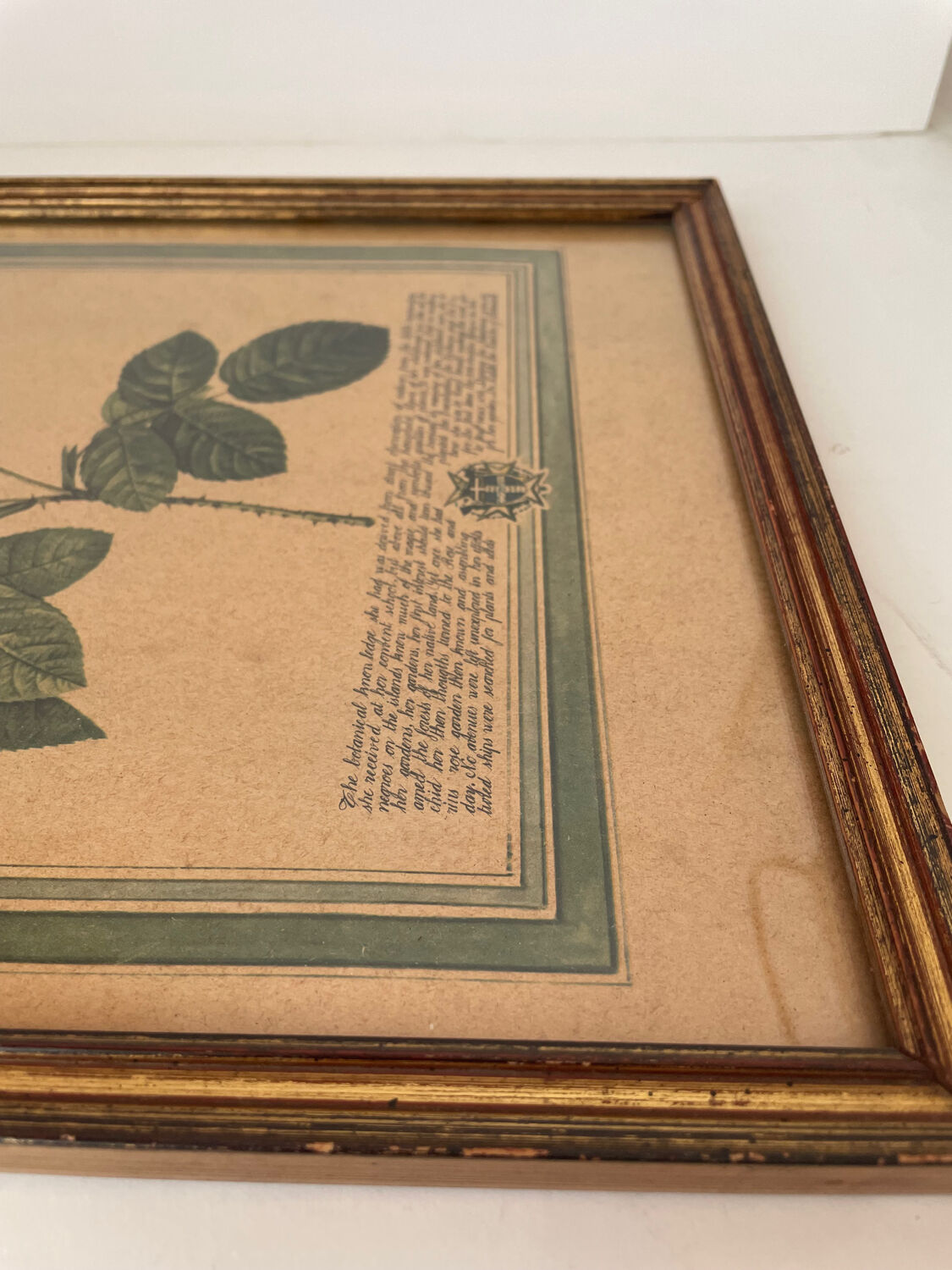 Botanical poster PJ Redoute