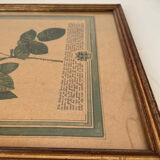 Botanical poster PJ Redoute