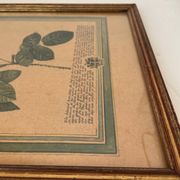 Botanical poster PJ Redoute