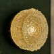 Vintage moulded glass wall or ceiling light globe