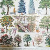 Lithograph on garden trees "locust"