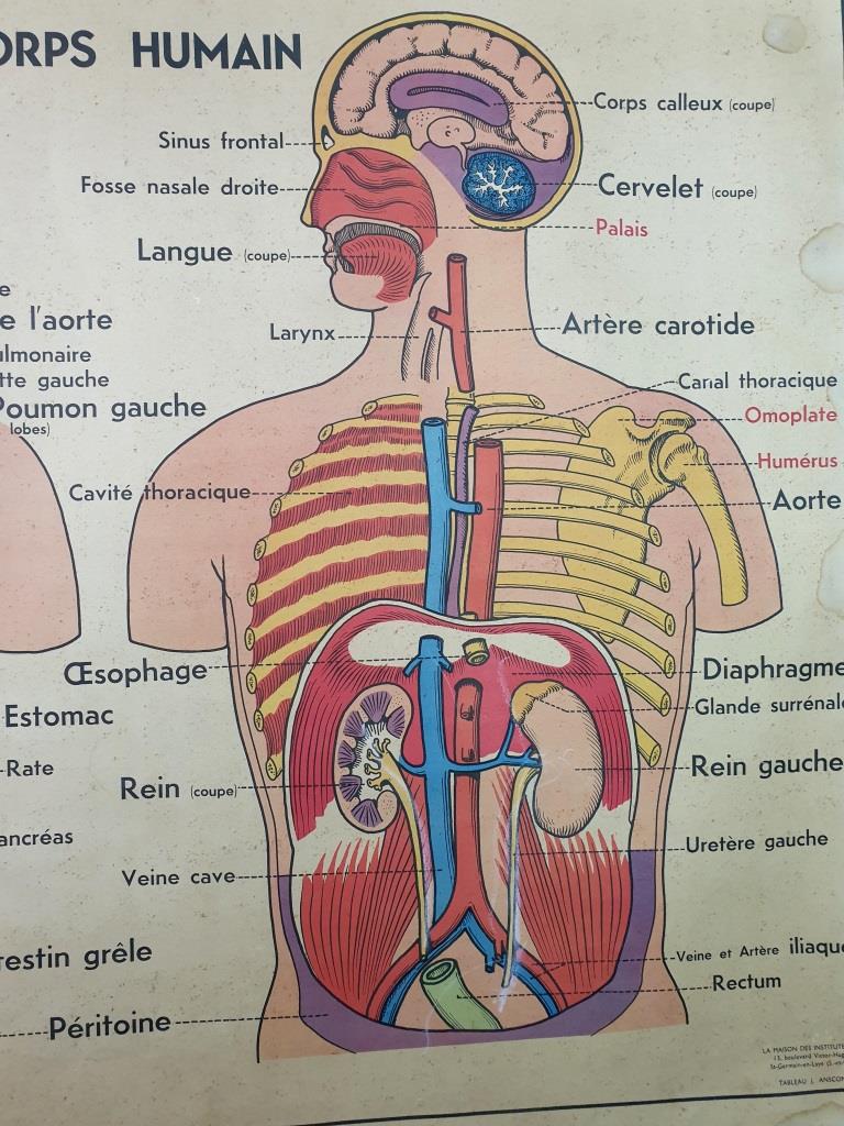 School anatomy poster