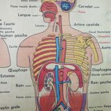School anatomy poster